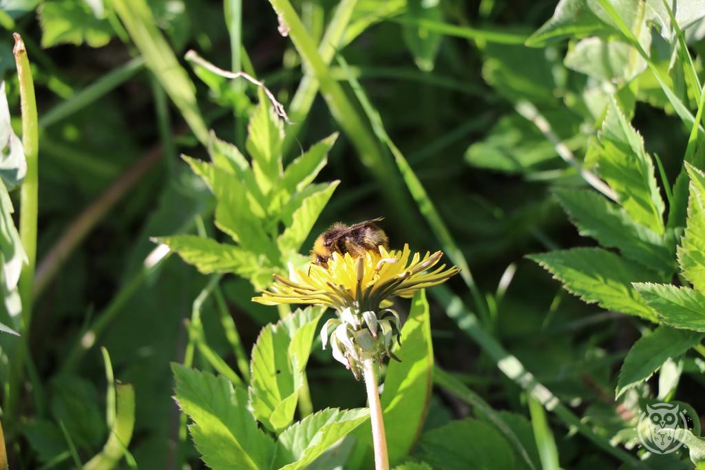 {'path': 'critters/IMG_8152.JPG', 'filename': 'IMG_8152.JPG', 'width': 1024, 'height': 682}