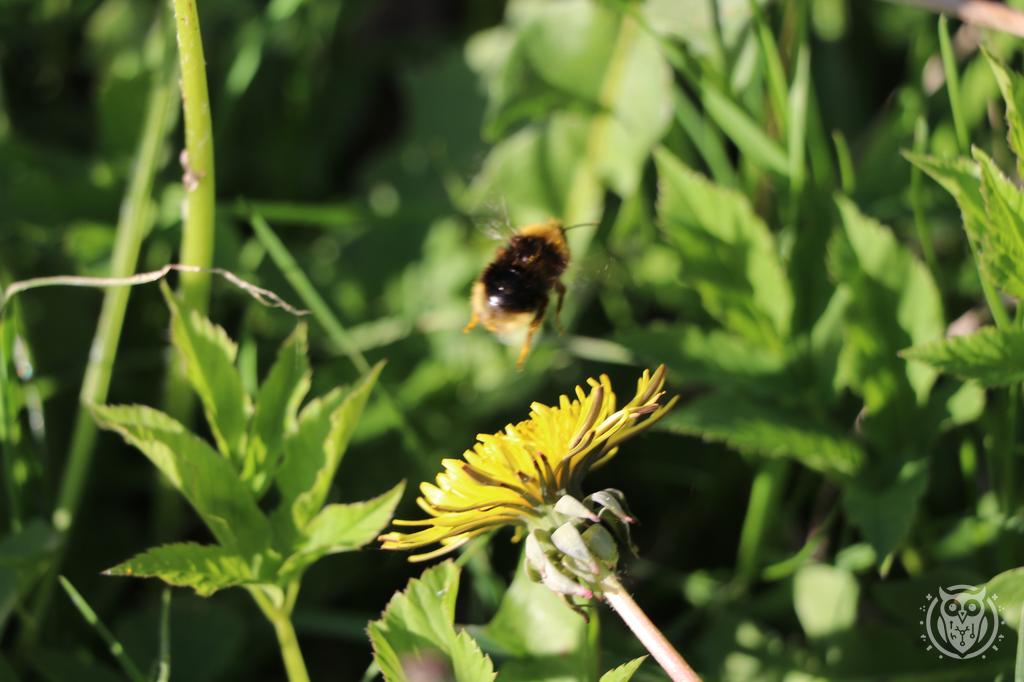 {'path': 'critters/IMG_8163.JPG', 'filename': 'IMG_8163.JPG', 'width': 1024, 'height': 682}