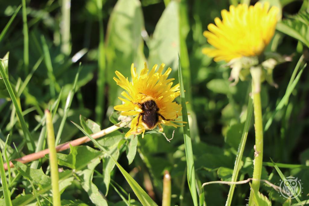 {'path': 'critters/IMG_8167.JPG', 'filename': 'IMG_8167.JPG', 'width': 1024, 'height': 682}