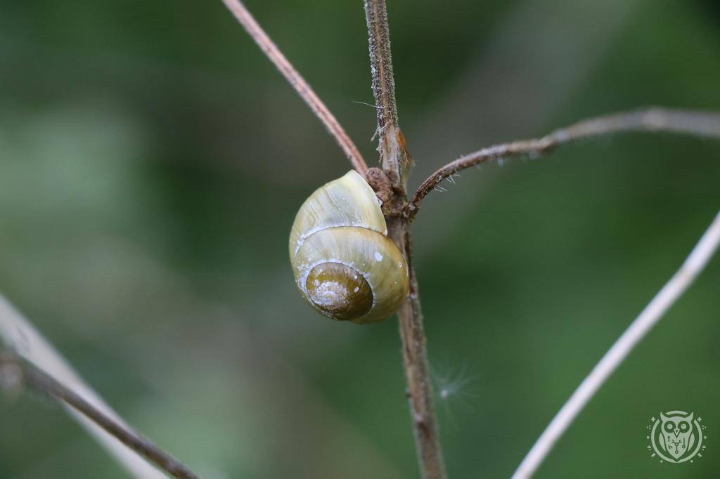 {'path': 'critters/IMG_8197.JPG', 'filename': 'IMG_8197.JPG', 'width': 1024, 'height': 682}