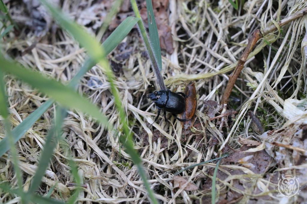 {'path': 'critters/IMG_8199.JPG', 'filename': 'IMG_8199.JPG', 'width': 1024, 'height': 682}