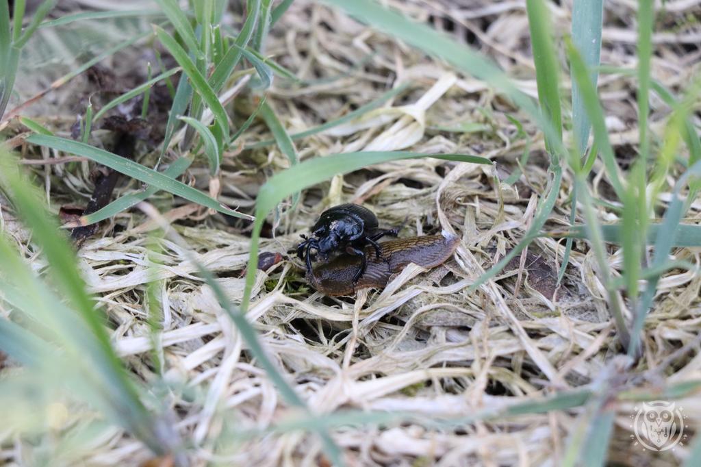 {'path': 'critters/IMG_8206.JPG', 'filename': 'IMG_8206.JPG', 'width': 1024, 'height': 682}