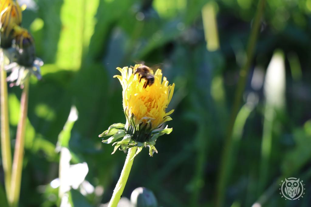 {'path': 'critters/IMG_8225.JPG', 'filename': 'IMG_8225.JPG', 'width': 1024, 'height': 682}