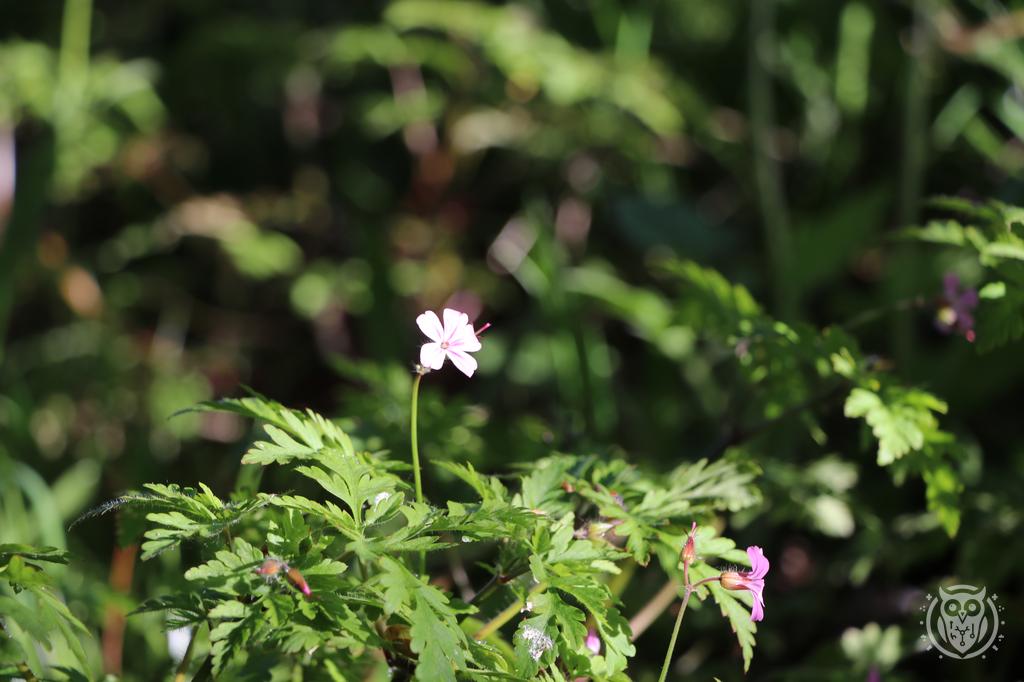 {'path': 'flowers/IMG_8128.JPG', 'filename': 'IMG_8128.JPG', 'width': 1024, 'height': 682}