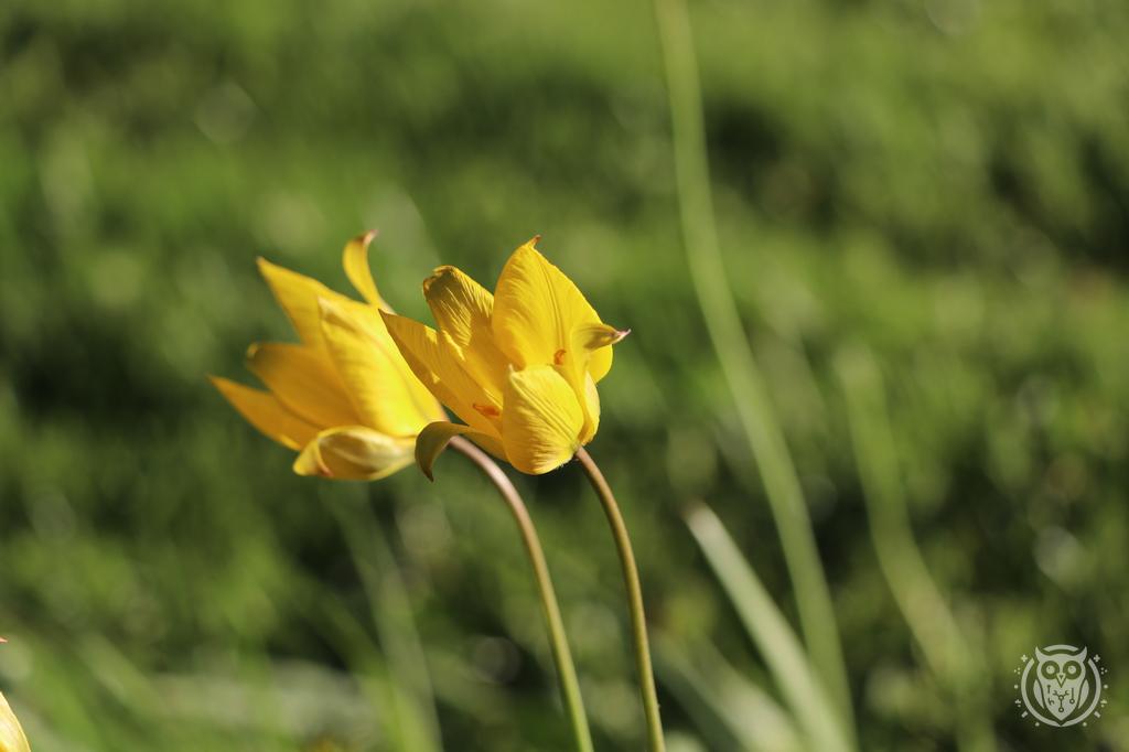 {'path': 'flowers/IMG_8139.JPG', 'filename': 'IMG_8139.JPG', 'width': 1024, 'height': 682}