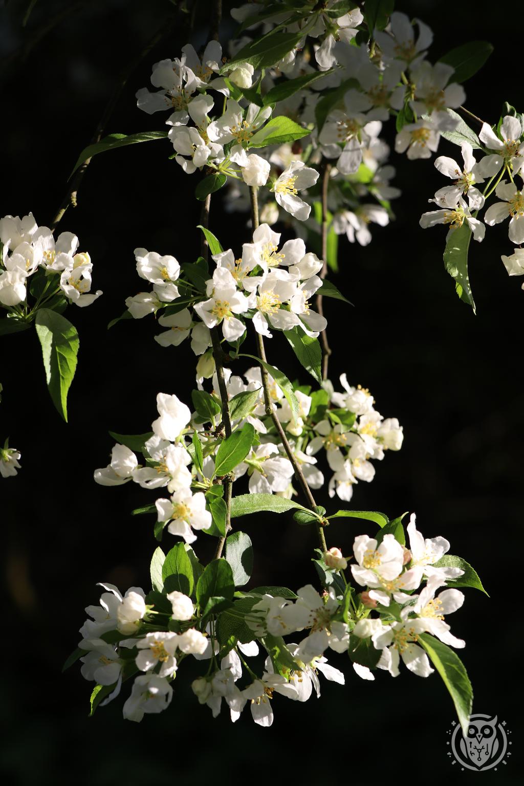 {'path': 'flowers/IMG_8144.JPG', 'filename': 'IMG_8144.JPG', 'width': 1024, 'height': 1536}