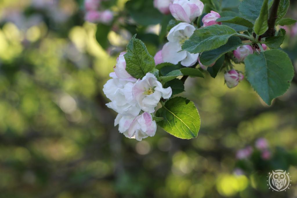 {'path': 'flowers/IMG_8148.JPG', 'filename': 'IMG_8148.JPG', 'width': 1024, 'height': 682}