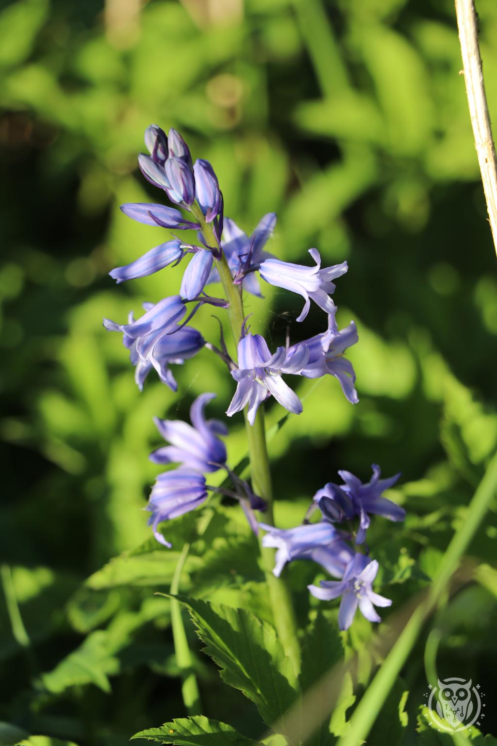 {'path': 'flowers/IMG_8171.JPG', 'filename': 'IMG_8171.JPG', 'width': 1024, 'height': 1536}