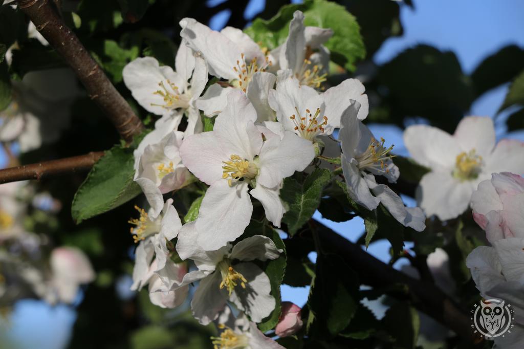 {'path': 'flowers/IMG_8181.JPG', 'filename': 'IMG_8181.JPG', 'width': 1024, 'height': 682}