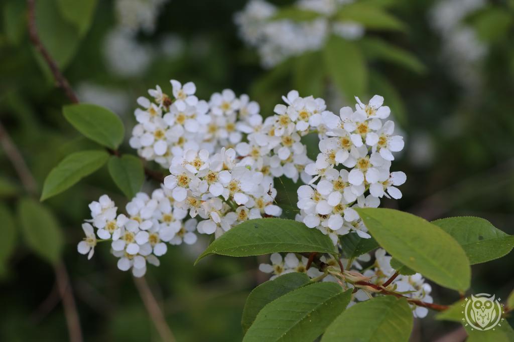 {'path': 'flowers/IMG_8193.JPG', 'filename': 'IMG_8193.JPG', 'width': 1024, 'height': 682}