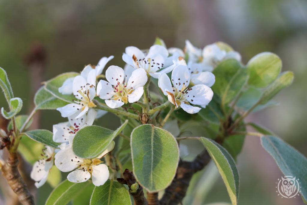 {'path': 'flowers/IMG_8236.JPG', 'filename': 'IMG_8236.JPG', 'width': 1024, 'height': 682}