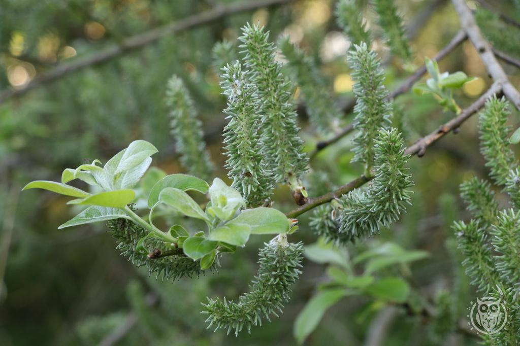 {'path': 'plants/IMG_8194.JPG', 'filename': 'IMG_8194.JPG', 'width': 1024, 'height': 682}