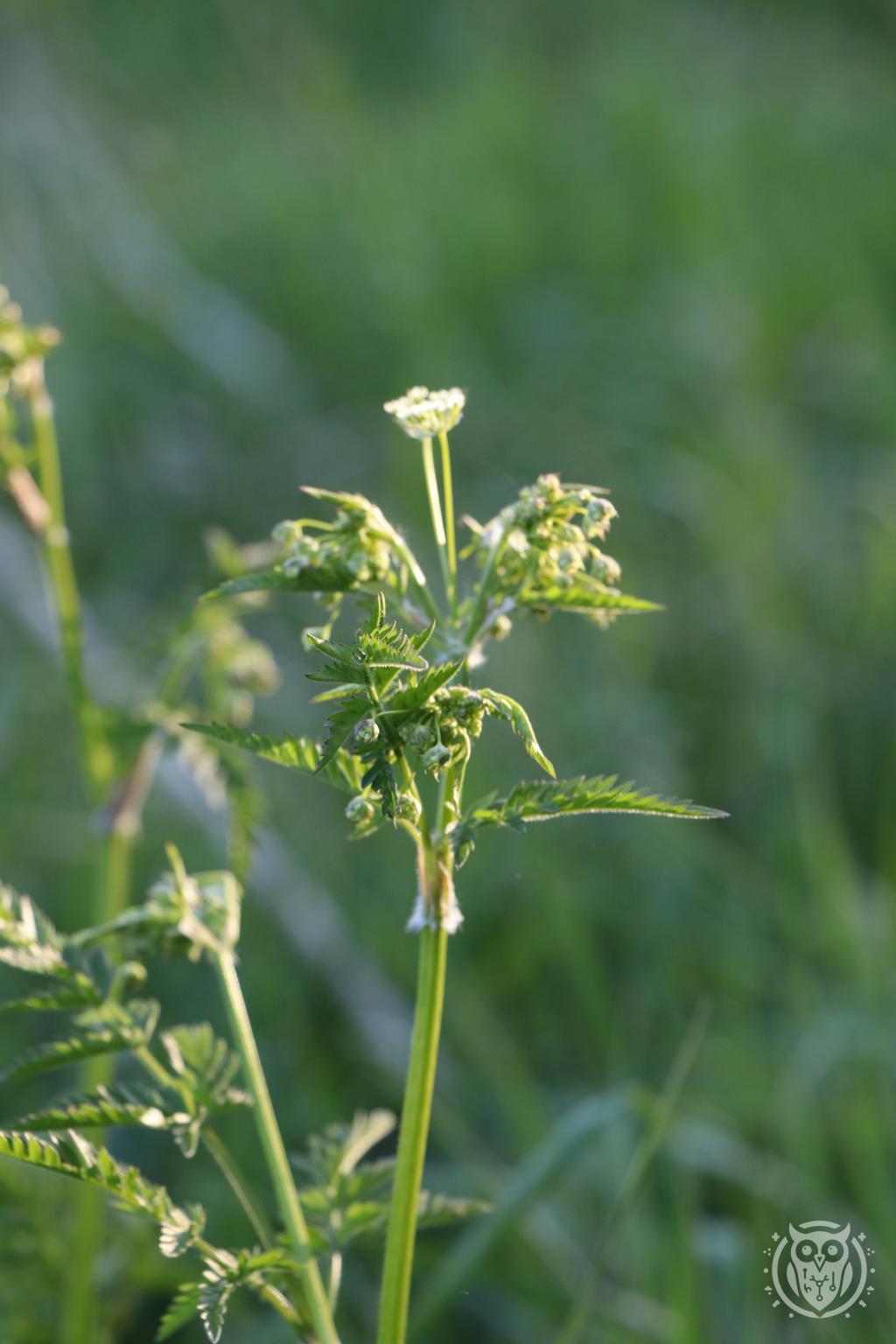 {'path': 'plants/IMG_8208.JPG', 'filename': 'IMG_8208.JPG', 'width': 1024, 'height': 1536}